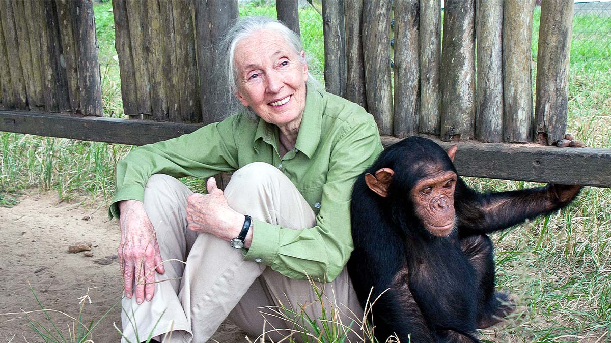 Pioneering Primatologist Jane Goodall Dies at 91